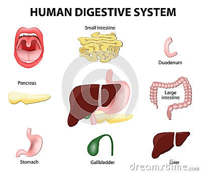 Human Digestive System. Set Vector Illustration