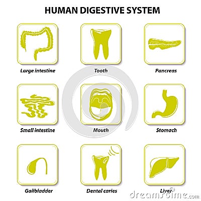 Human Digestive System. Set icons Vector Illustration