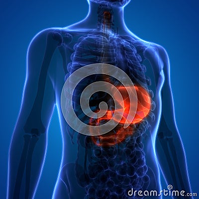 Human Digestive System Stomach Anatomy Stock Photo