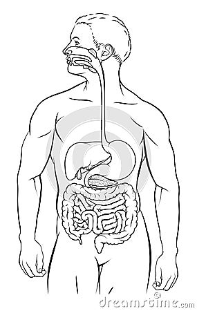 Human Digestive System Vector Illustration