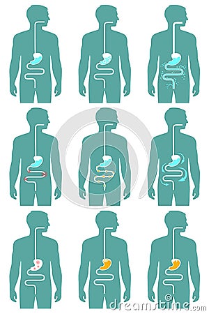 Human digestive system, Vector Illustration