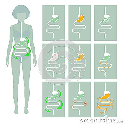 Human digestive system, Vector Illustration