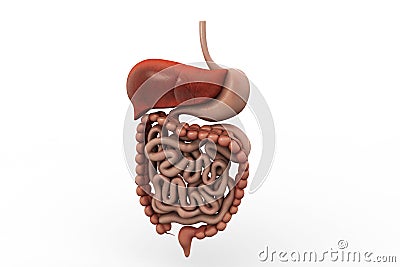 Human digestive system Stock Photo