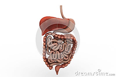 Human digestive system Stock Photo