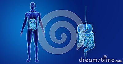 Human Digestive System zoom with Organs Anterior view Stock Photo