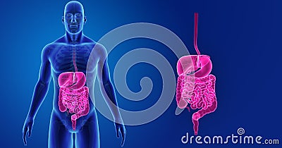 Human Digestive System zoom with Skeleton Anterior view Stock Photo