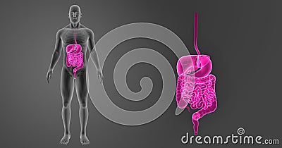 Human Digestive System zoom with Skeleton Anterior view Stock Photo