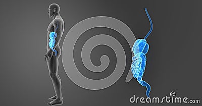Human Digestive System zoom with Skeleton Lateral view Stock Photo