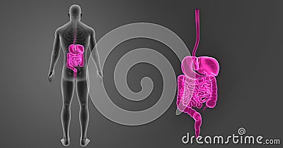 Human Digestive System zoom with Skeleton Posterior view Stock Photo