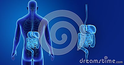 Human Digestive System zoom with Skeleton Posterior view Stock Photo