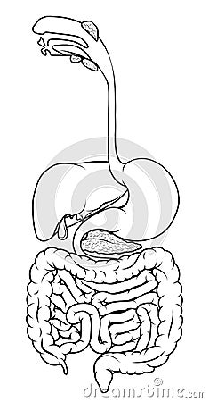 Human Digestive Tract Vector Illustration