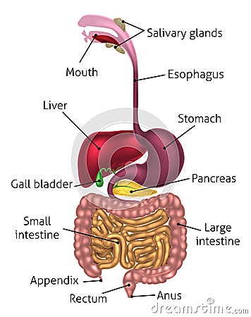 Human Digestive Tract System Vector Illustration