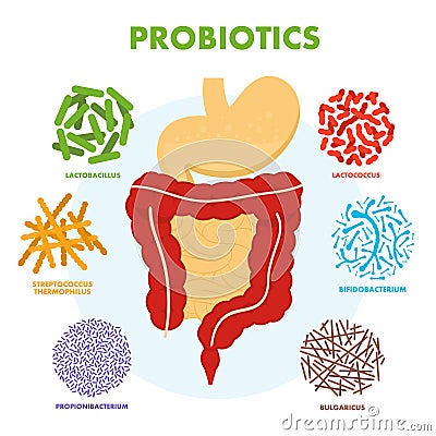 Human digestive tract system with probiotics. Human intestine microflora. Microscopic probiotics, good bacterial flora Vector Illustration