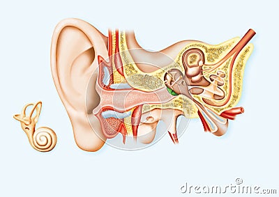 Human Ear Stock Photo