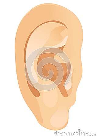 Human ear Vector Illustration