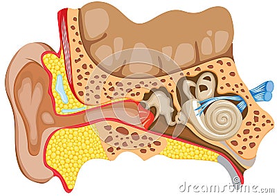 Human ear anatomy Stock Photo