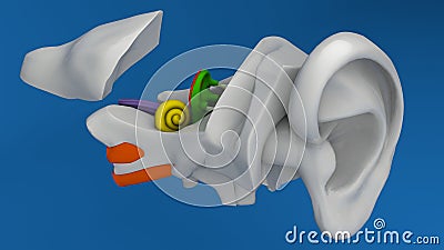 Human ear anatomy Stock Photo