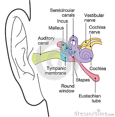 Human ear anatomy with captions, medically accurate 3D illustration Cartoon Illustration