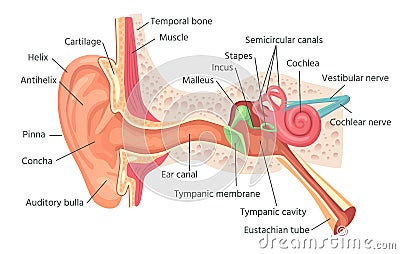 Human ear anatomy. Ears inner structure, organ of hearing vector illustration Vector Illustration