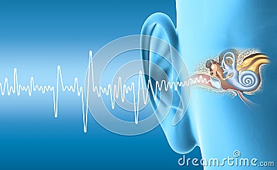 Human ear anatomy, medically 3D illustration Cartoon Illustration