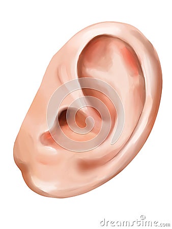 Human ear Stock Photo