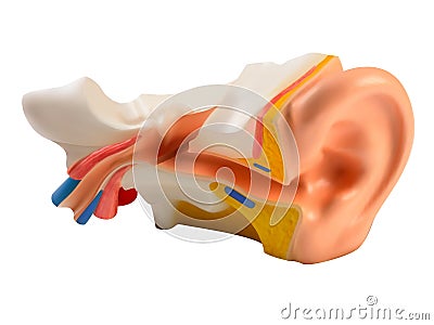Human Ear illustration Vector Illustration