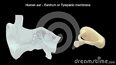 Human Ear - Inner Ear Parts - Eardrum or Tympanic membrane Stock Photo