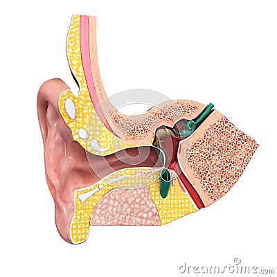 Human Ear Stock Photo