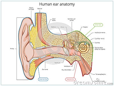 Human ear structure medical educational vector Vector Illustration
