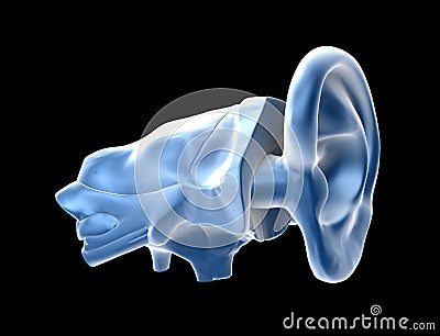Human ears Stock Photo