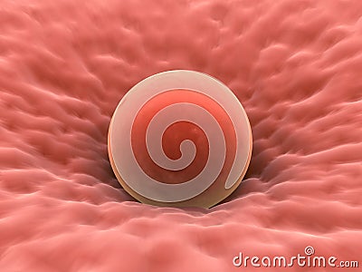 Human egg cell Stock Photo