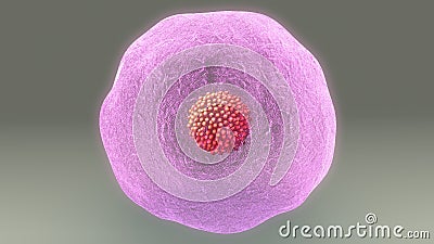 Human Egg Cell Stock Photo