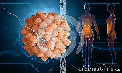 Human egg cell. Sperm, spermatozoon, floating to ovule. pregnant wooman , medical anatomy concept with hud elements Stock Photo