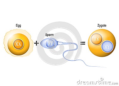 Human egg, sperm and zygote Vector Illustration