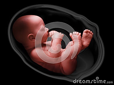 Human embryo Stock Photo