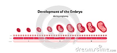 Human embryo development health care infographic. Vector flat medical illustration. Horizontal timeline with week, trimester, Vector Illustration