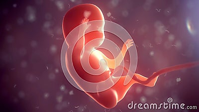 Human embryo inside body. 3d illustration Cartoon Illustration