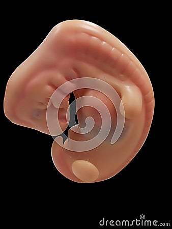 Human Embryo Model Stock Photo