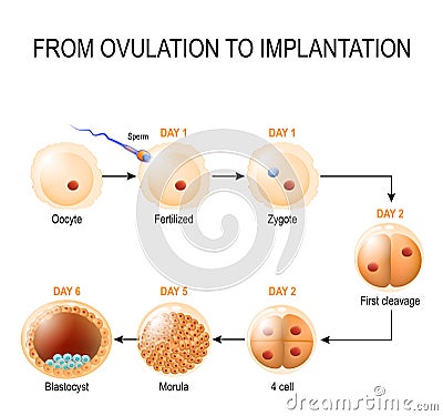 Human embryonic development Vector Illustration