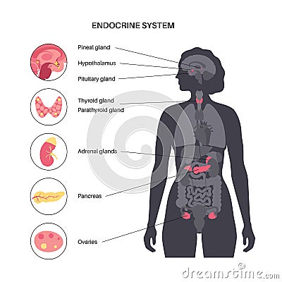 Human endocrine system Vector Illustration