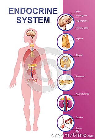 Human endocrine system vector illustration Vector Illustration