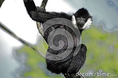 An almost human expression on a Gibbon`s face Stock Photo