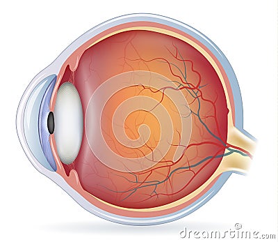 Human eye anatomy Vector Illustration