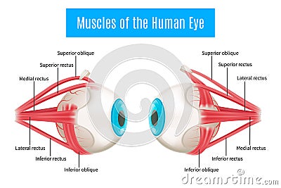 Human Eye Anatomy Diagram Vector Illustration