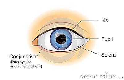 Human eye anatomy in front view. Vector Illustration