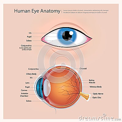 Human Eye Anatomy Vector Illustration