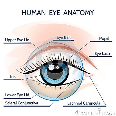 Human Eye Anatomy Vector Illustration