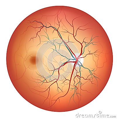 Human eye anatomy, retina detailed illustration Vector Illustration