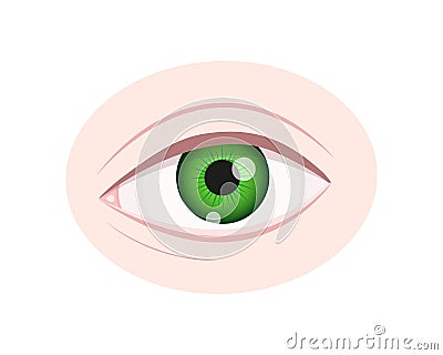 Human eye closeup isolated on white background. Healthy organ of vision with green iris, pupil, sclera, lacrimal Vector Illustration