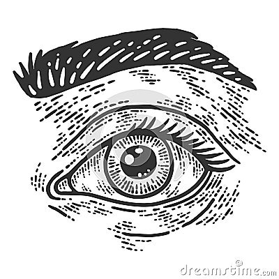 Human eye and eyebrow. Sketch scratch board imitation. Black and white. Vector Illustration